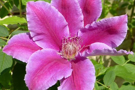 Clematis.jpg