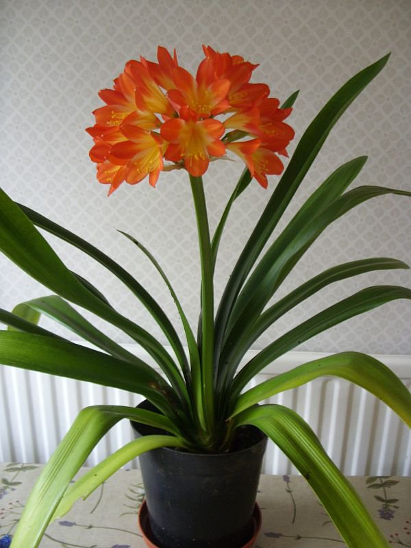 Clivia from Peter Bridgman.jpg