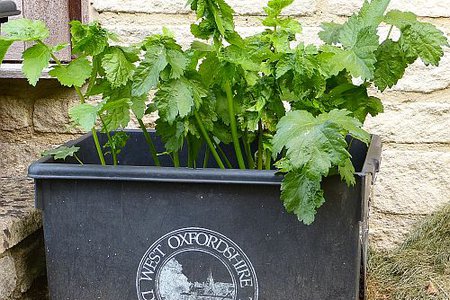 Growing parsnips.jpg