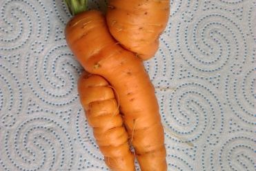 JMoore1_Loving carrots.jpg