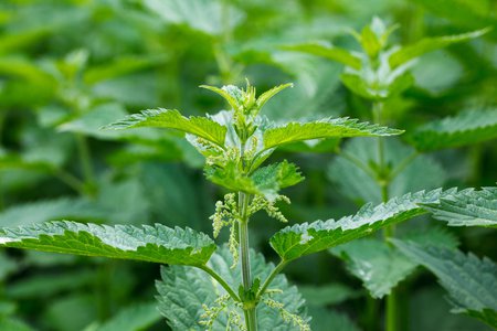 Nettles