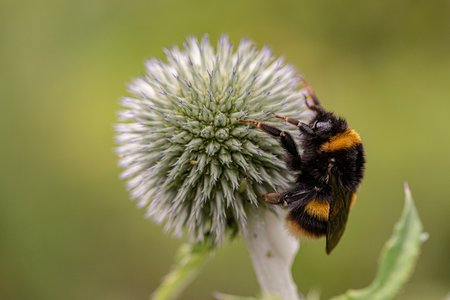 bee.jpg